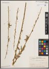 Foto von Salix elbursensis Boiss.
